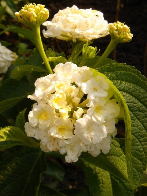 Lantana camara 'Nivea'